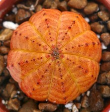 Euphorbia obesa super usato  Napoli