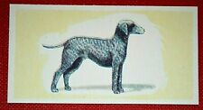 Bedlington terrier vintage for sale  Shipping to Ireland