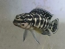 Pack julidochromis transcriptu for sale  Fort Lauderdale