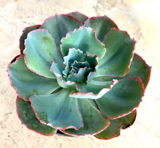 Echeveria sahara pp27514 for sale  San Marcos