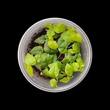Ficus pumila minima gebraucht kaufen  Mainz