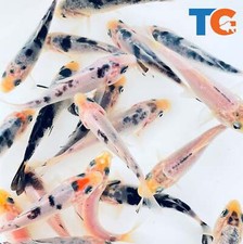 Mystery white koi for sale  Martinsville