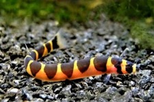 Kuhlii loach live for sale  Haslet