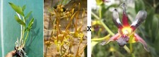 Dendrobium sutiknoi black d'occasion  Fumel