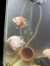Creamsicle parrot cichlid d'occasion  Expédié en Belgium