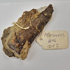 Allosaurus partial bone for sale  Rockledge
