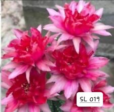Echinopsis lobivia 019 d'occasion  France