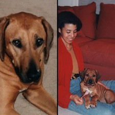 rhodesian ridgeback puppy for sale rhodesian ridgeback puppy for sale Buffalo
