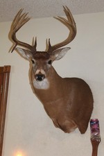 Droptine whitetail deer for sale  Brandon