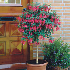 Flowering fuchsia tree for sale  PETERBOROUGH