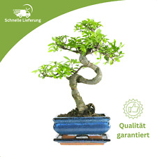 bonsai pflanzschale gebraucht kaufen bonsai pflanzschale gebraucht kaufen Fuchsmühl