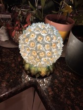 Abajur floral antigo de porcelana hortênsia comprar usado  Enviando para Brazil