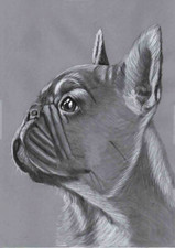 Beautiful french bulldog for sale  SOUTHSEA
