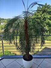 Palme inkl topf gebraucht kaufen  Bonn