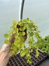 Creeping jenny lysimachia for sale  STAFFORD