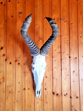 Hartebeest geweih antilope gebraucht kaufen  Tholey