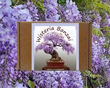 Wisteria bonsai tree for sale  LONDON