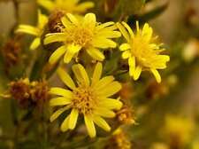 Dittrichia viscosa seeds d'occasion  Expédié en Belgium