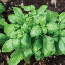 Basil sweet plants for sale  EVESHAM