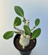 Schöne kleine adenium gebraucht kaufen  Obertshausen