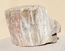 Petrified wood chunk for sale  Wickenburg