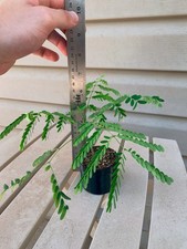 Royal poinciana live for sale  Ogden