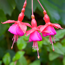 Fuchsia beacon colourful for sale  UK