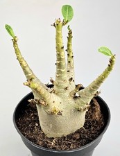 Schöne handverlesene adenium gebraucht kaufen  Bielefeld