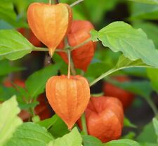 Massive heirloom physalis for sale  DEWSBURY