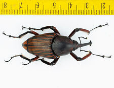 BEETLE - Weevil - Curculionidae sp - MALÁSIA - 4153 comprar usado  Enviando para Brazil