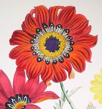 bulbi tulipani usato bulbi tulipani usato Urbino