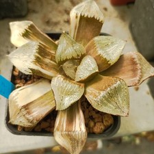 Haworthia picta red usato  Porto Cesareo