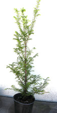 gartenbonsai gebraucht kaufen gartenbonsai gebraucht kaufen Neustadt a.d.Donau