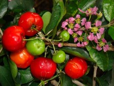 Cerola enxertada cereja (Malpighia emarginata) árvore frutífera +fitossanitária comprar usado  Enviando para Brazil