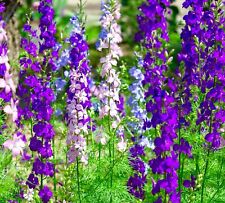 400x rocket larkspur for sale  DEWSBURY
