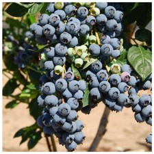 Blueberry herbert plant for sale  NEWTOWNARDS