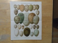 Rig chromolithographie eier gebraucht kaufen  Langquaid