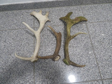 Abwurfstangen geweih dammhirsc gebraucht kaufen Abwurfstangen geweih dammhirsc gebraucht kaufen  Heidenheim an der Brenz