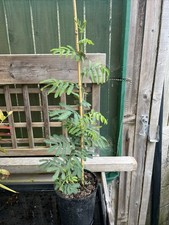 Acacia baileyana mimosa for sale  HELSTON