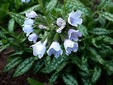 Pulmonaria hybrid opal for sale  HAILSHAM