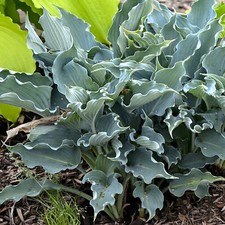Hosta waterslide plantain for sale  UK