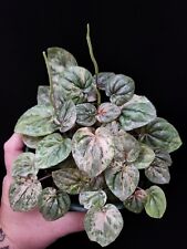 Peperomia pink lady for sale  Callahan