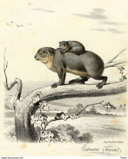 Histoire naturelle koala d'occasion  France