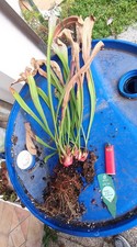 Sarracenia pseudo judy usato  Montorio al Vomano