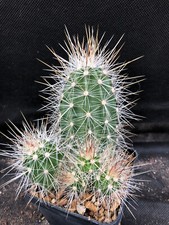 Echinocereus engelmanni munzii usato  Massafra