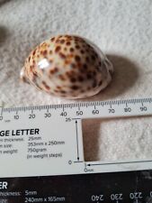 Tropical sea shell for sale  CHEADLE