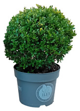 Ilex crenata dark for sale  BECCLES