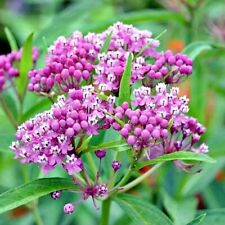 Chwast różany - Asclepias incarnata - Roślina jedwabna - 10+ nasion - Z 126 na sprzedaż  Wysyłka do Poland