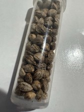 Thca seeds grow for sale  Modesto