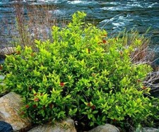 Pondberry southern spicebush for sale  Mcminnville